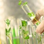 China Tissue Culture